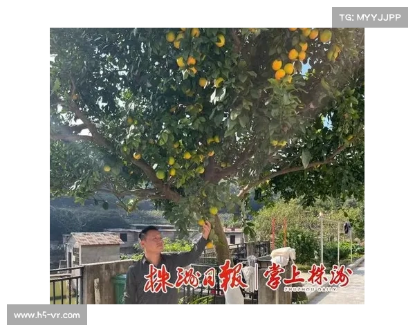 提升红石榴产量的七大养护秘诀让你的果树结出更多美味果实 提升红石榴产量的七大养护秘诀让你的果树结出更多美味果实