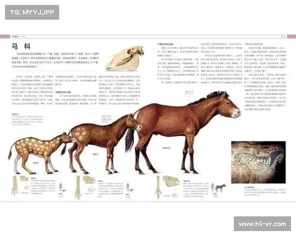 马的脚趾结构与其他动物的区别及其演化适应性分析