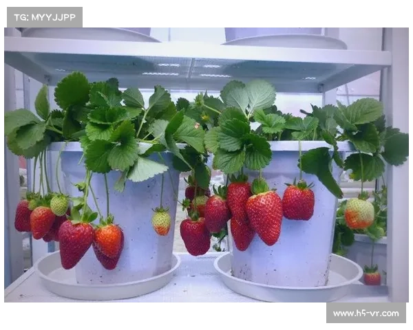 高地红石榴种植技巧与科学养护方法完美结合的全面指南 高地红石榴种植技巧与科学养护方法完美结合的全面指南