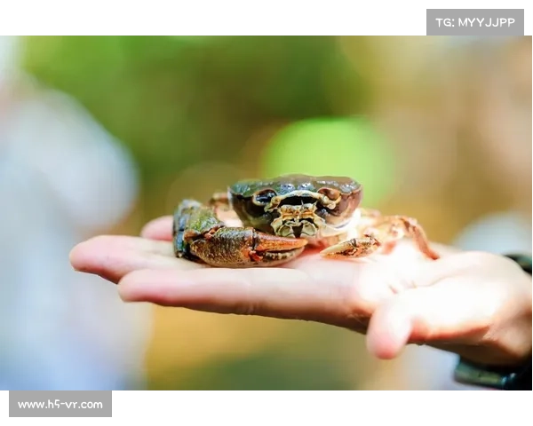 多哥的冒险之旅中如何应对挑战与困难并实现智慧与勇气的成长