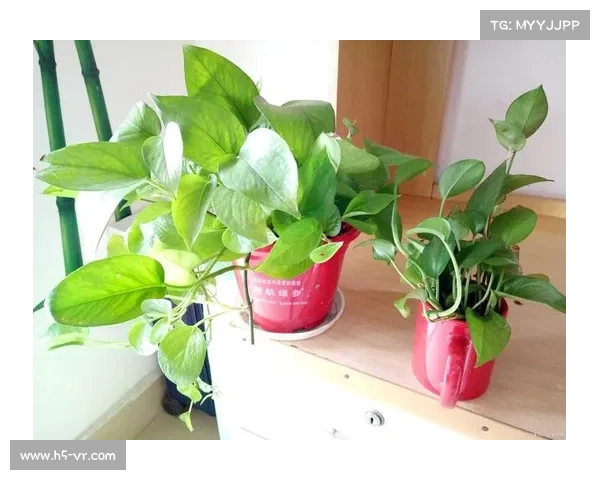 如何科学养护卷帘绿魔保持其健康生长与美丽姿态的实用技巧 如何科学养护卷帘绿魔保持其健康生长与美丽姿态的实用技巧